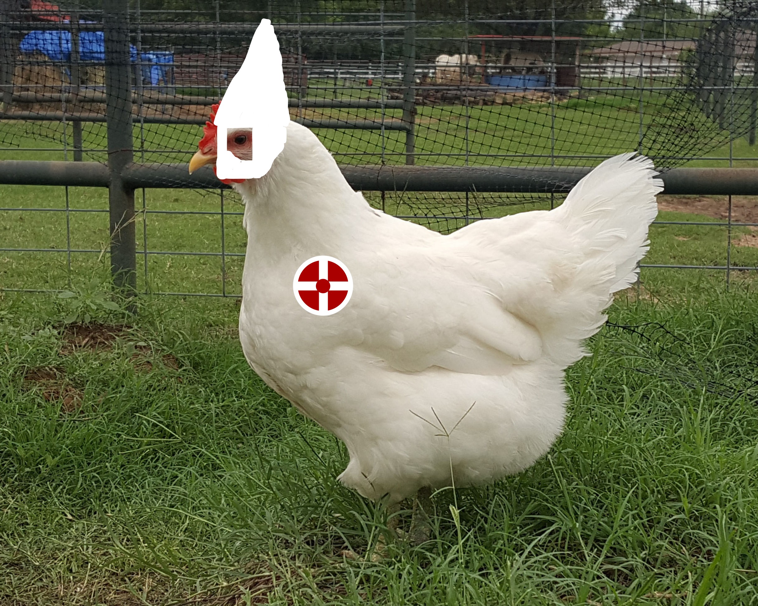 a racist chicken