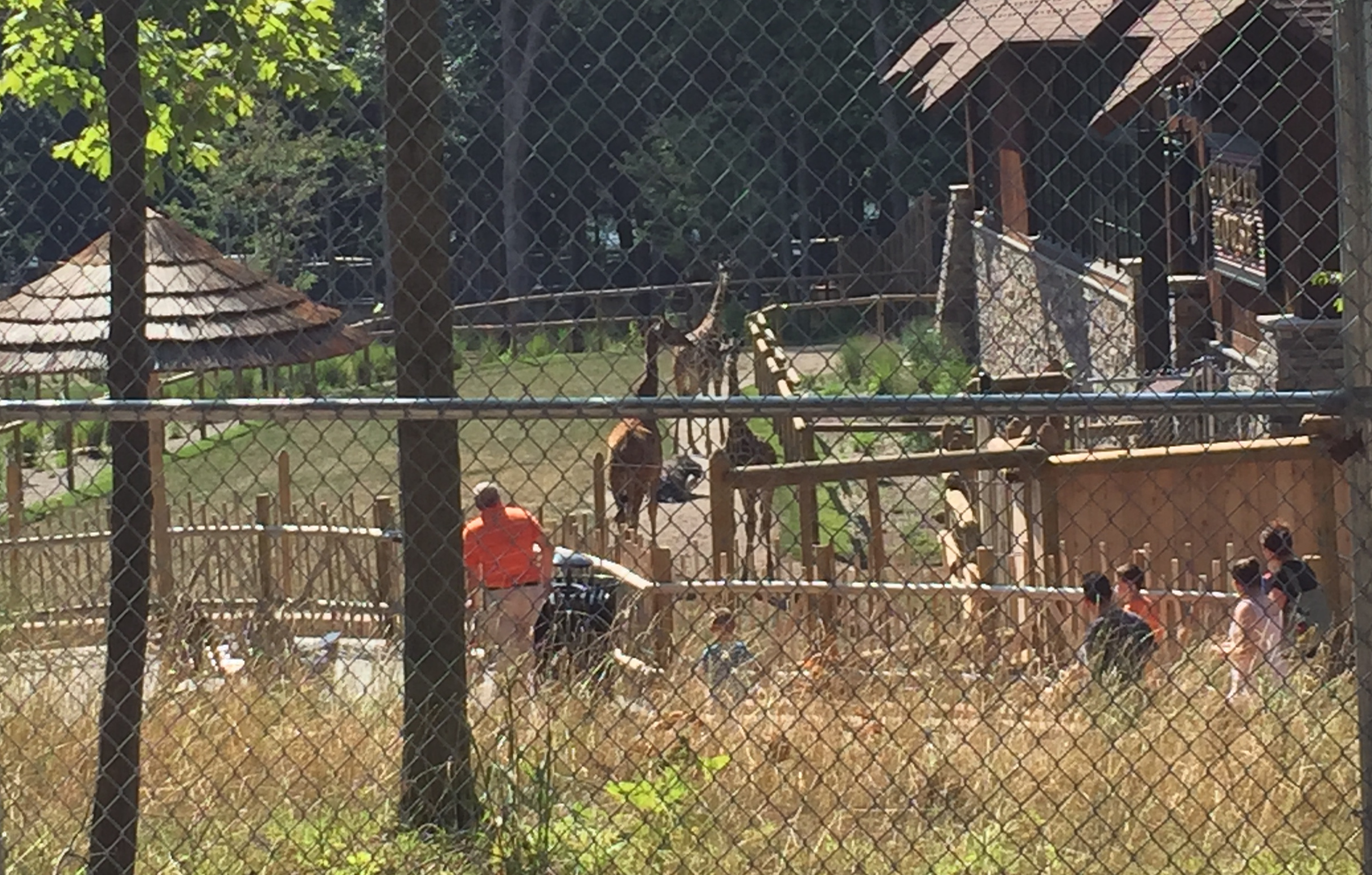 Free giraffes