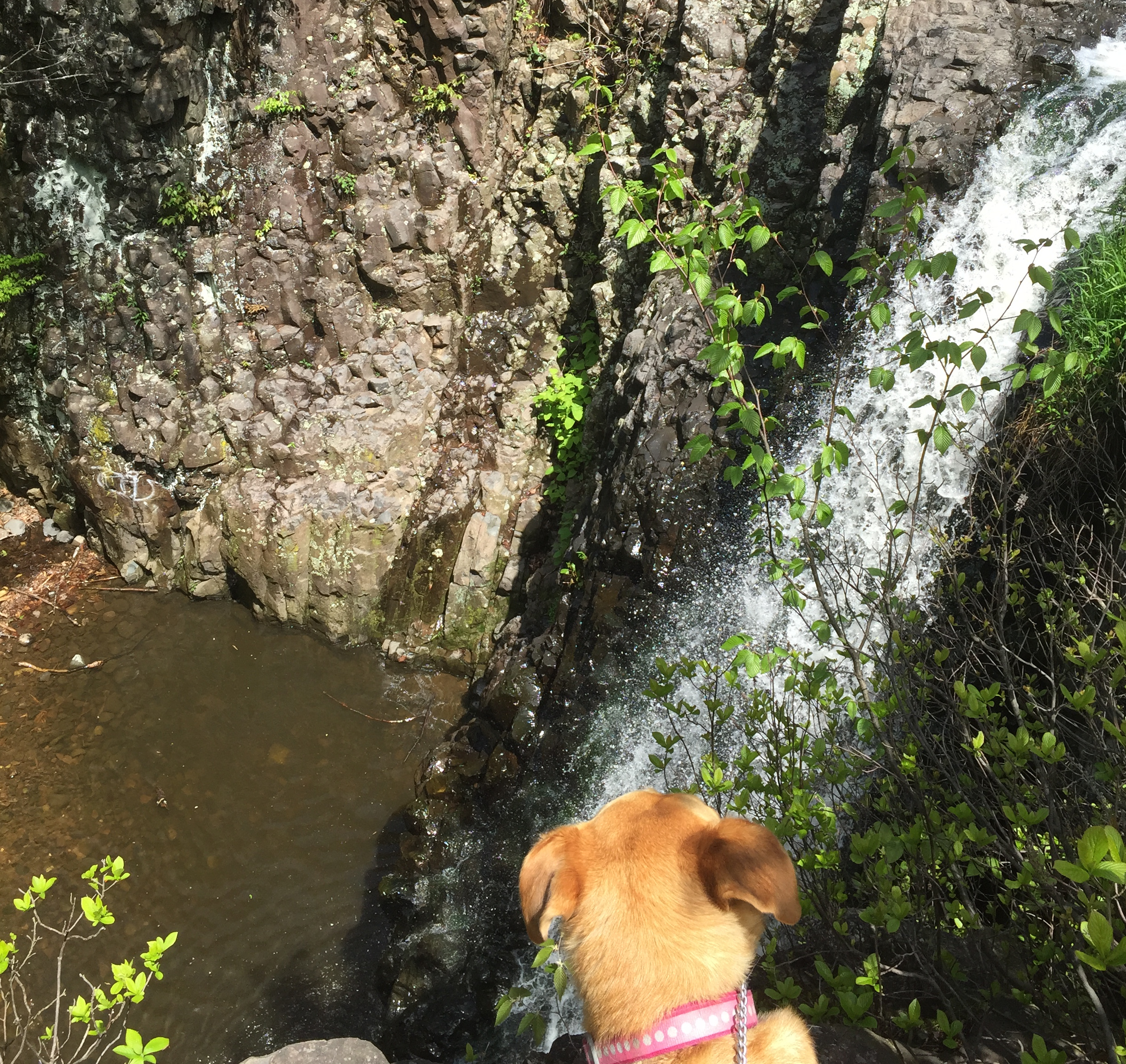 Macy the dog observing a waterfall