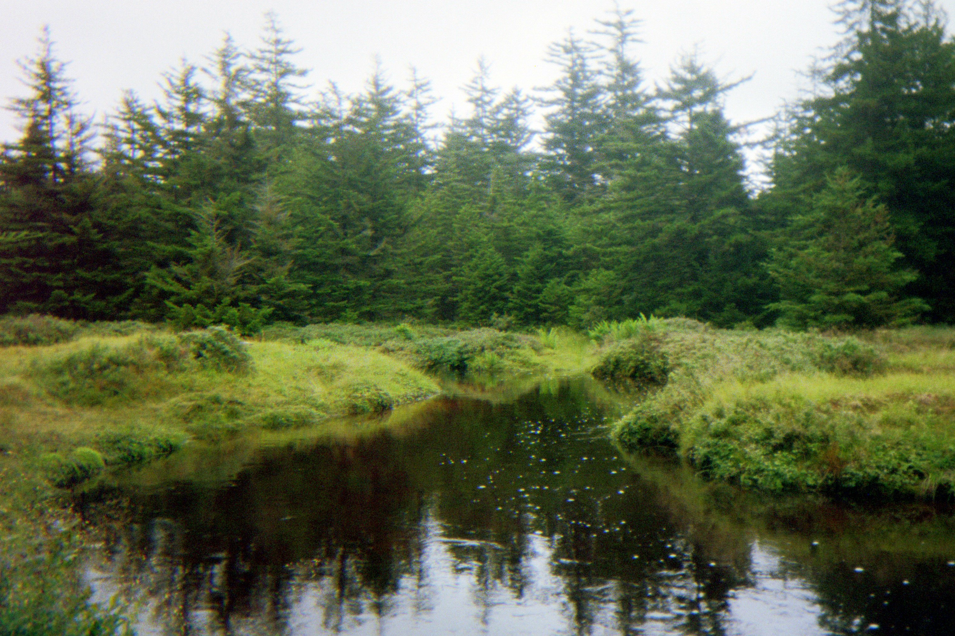 a quiet bend in a river, surrounded by lush greenery